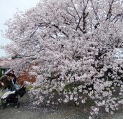 桜の横