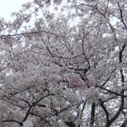 桜を見上げて