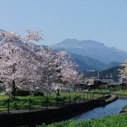 石鎚山に桜