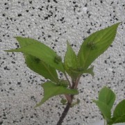 花筏アップ