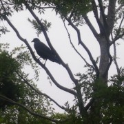 普通のカラス