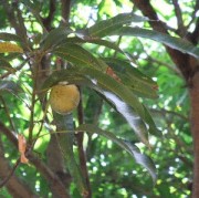 野生のマンゴー