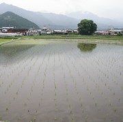 苗を植えたばかりの田圃