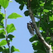 槿の空に鳴く