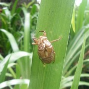 シャガの葉に