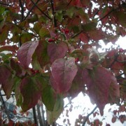 紅葉した街路樹のハナミズキ