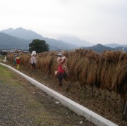 これは地産地消