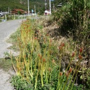 やっと花芽が出たところ