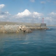 家浦港のカモメ