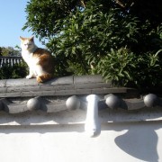ギャラリーアルテさんの塀にいた猫