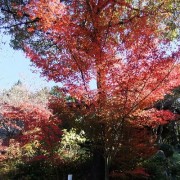 紅葉の赤はきれいです