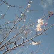 青空に冬桜