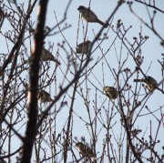 冬木の群雀