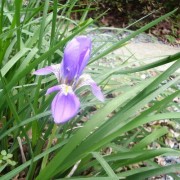 今年の寒あやめ初花