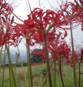 彼岸花も花盛り