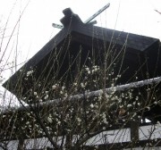 西條神社の白梅