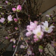 小さな花の桜