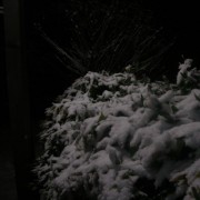 昨夜の雪