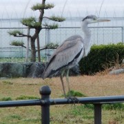 青サギ　まだ冬羽のようですね