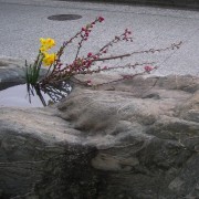 黄水仙と花桃