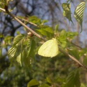 黄蝶がとまっていた