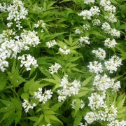細葉のコンロン草