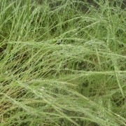 草に雨露