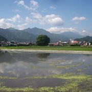 浮き草が漂っている水田