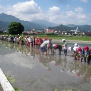 田植え