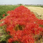 畦の彼岸花