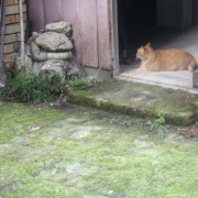 安人さんところのニャンコ