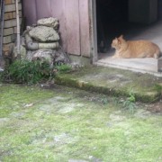 安人さんところのニャンコ