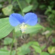 月草とも言われる露草