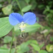 月草とも言われる露草