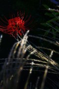 曼珠沙華も