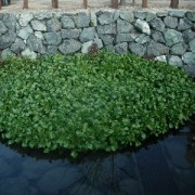 水草