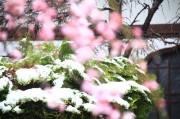 雪がふんわり