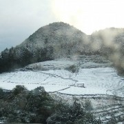 桜三里の茶畑