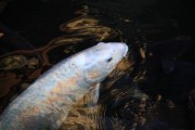 ゆらりと水面へ