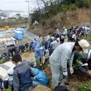 植えています