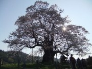 朝日を透かして