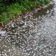 花の雨