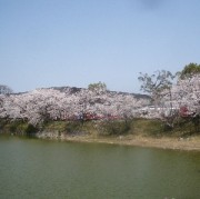 絵になる桜苑