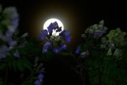 藤の花と月