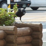 西条駅にいたカラス