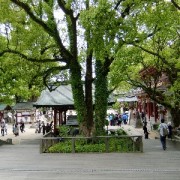 樹齢１０００年の大樟