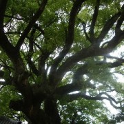 境内を覆うほどの枝