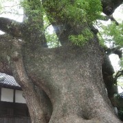 根まわり１７Ｍ