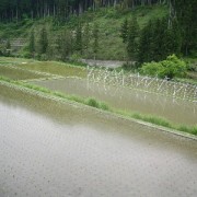 田植えも終えて