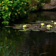 黄色の花